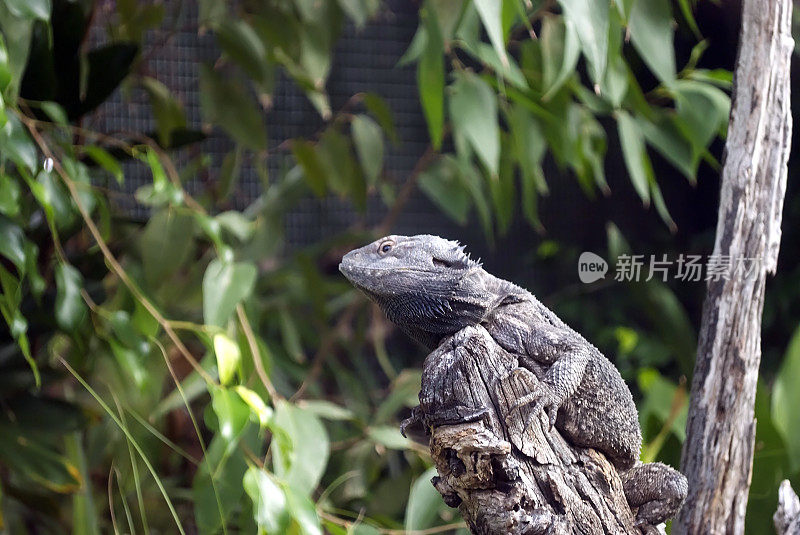 海岸须龙(Pogona Barbata)